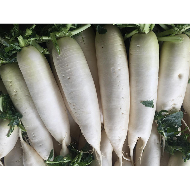 Дізнайтеся про поживну цінність свіжої редьки New Crop для зміцнення імунітету та пригнічення росту ракових клітин